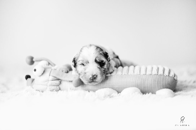 Of Tasman Sea - Les bébés sont arrivés !