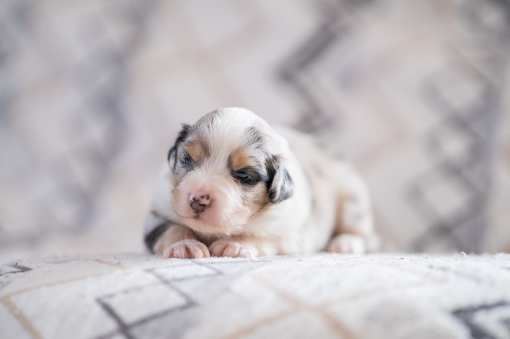 Chiot Berger Australien Of Tasman Sea